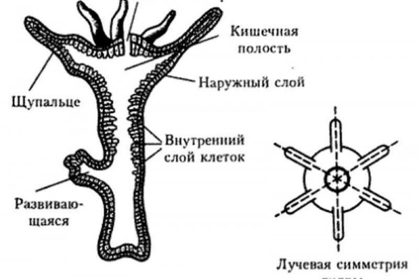 Kraken russia